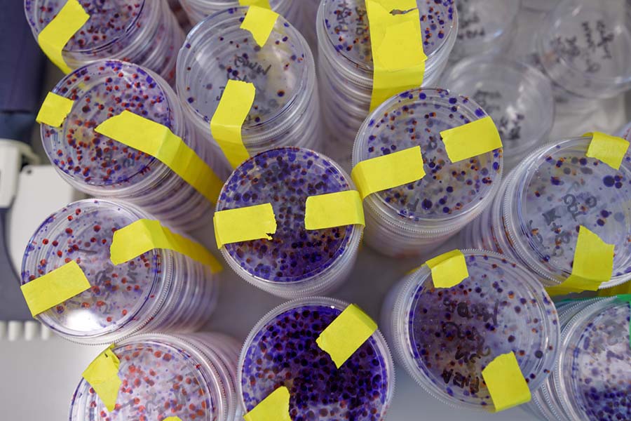 Petri dishes in a lab